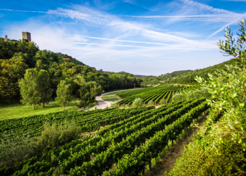 Weinberge